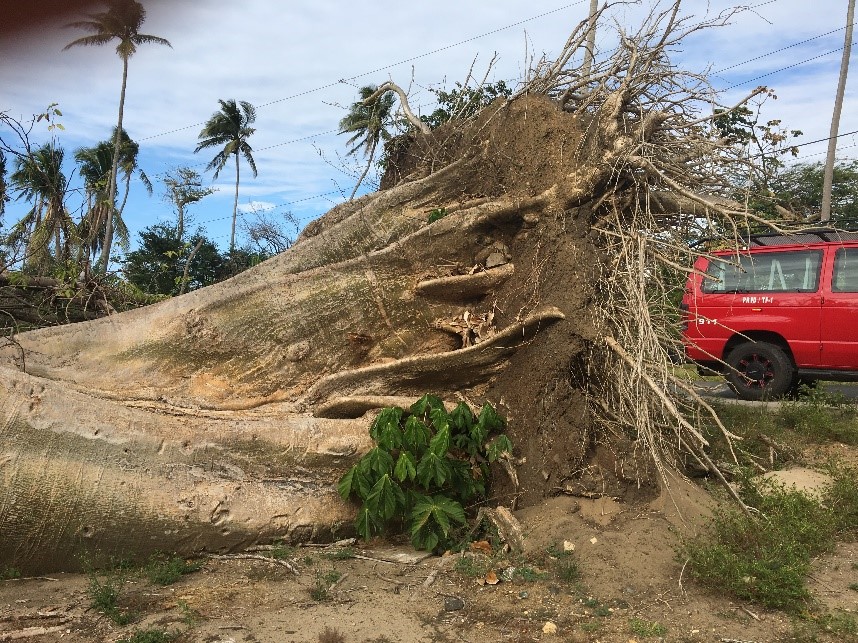 A 100-year-old tree uprooted by Hurricane Maria. 